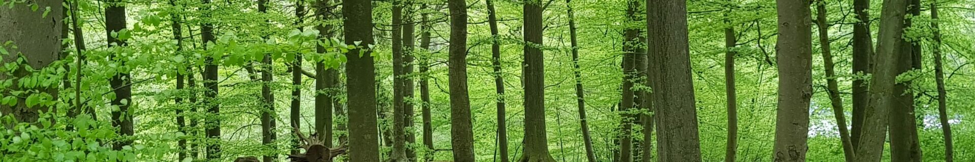 Walsrode Eckernworth spaziergang